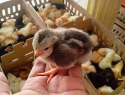 Bupati Gunungkidul Resmikan Program Ternak Ayam Joper, Target 1.000 Peternak