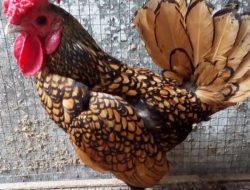 Pemuda Maros Ini Beternak Ayam Batik, Harganya Menggiurkan