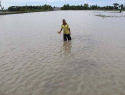 Tergenang Banjir, Kementan Kembali Ingatkan Petani Jombang Ikut AUTP