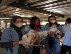 Peternakan Moderen di Sukabumi Panen 40 Ribu Ayam
