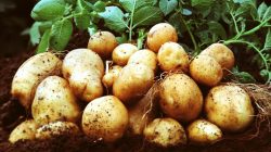 tanaman umbi kentang