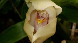 14888_swaddled-babies-orchid