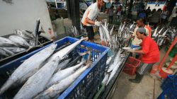 Pekerja mengangkut ikan tengiri di Tempat Pelelangan Ikan, Karangsong, Jawa Barat, Selasa (11/2)