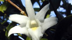 Dendrobium_crumenatum