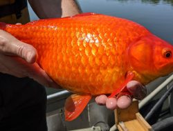Dilepasliarkan di Danau AS, Ikan Mas Ini Jadi Hama Berukuran Raksasa