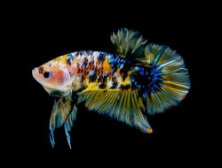 Berikut Tips Agar Warna Ikan Cupang Cepat Mutasi
