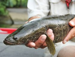 Ekstrak Ikan Gabus Cocok untuk Terapi Pasien Positif Covid-19, Begini Hasil Penelitiannya