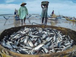 Negara Tropis yang Mengandalkan Hasil Perikanan Tangkap Terancam Kekurangan Gizi