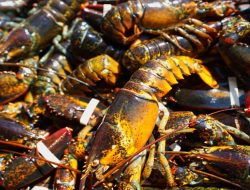 Pria di AS Jadi Tersangka Setelah Hentikan Suplai Oksigen Ratusan Lobster