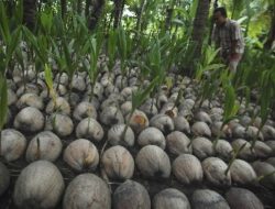 Keren, Universitas Muhammadiyah Purwokerto Punya Kebun Kopyor dalam Kampus