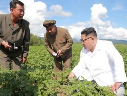 Korea Utara Hadapi Krisis Pangan Terparah, Harga Teh Mencapai Rp1 Juta Per Kantong