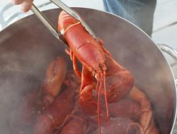 Giliran Inggris Berlakukan Larangan Merebus Lobster Hidup-hidup