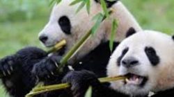 Mengapa Panda Suka Makan Bambu, Ini Penjelasannya