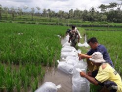 Optimalkan Lahan Pertanian, Subak Desa Subuk Kembangkan Sistem Mina Padi