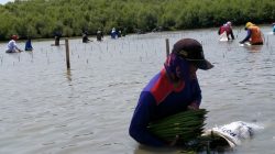 Penanaman mangrove