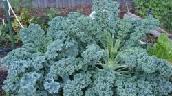 kale