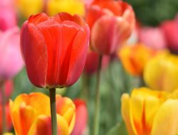 Ternyata Bukan Asli Belanda, Ini Fakta Lain Tentang Bunga Tulip