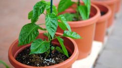 Tips menanam dalam pot