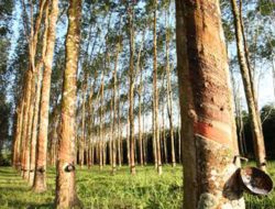 Ubah Perkebunan Karet Menjadi Perkebunan Sawit, Untungkah?