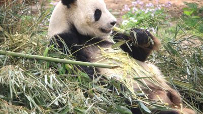 panda makan bambu