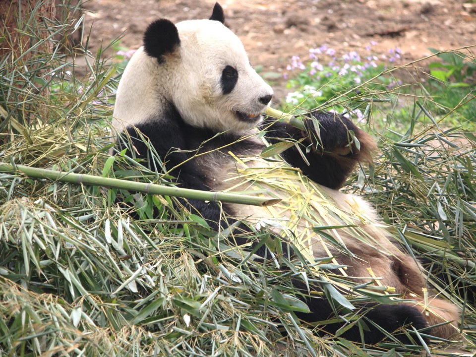 panda makan bambu