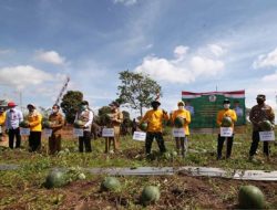 Panen Raya, Petani Batola Sukses Kembangkan Sentra Pertanian Semangka