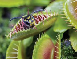 Hobi Makan Serangga, Ini Fakta Lain dari Venus Flytrap