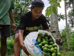 Pemuda di Banyuwangi Berhasil Berdayakan Petani Lemon dan Raih Omzet 10 Juta Per Bulan