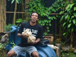 Fortuna Mushroom, Budidayakan Jamur Tiram dan Bantu Petani di Pacitan Pasarkan Produk