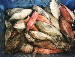 Penangkapan Ikan Karang di 7 WPP Sudah Berlebihan