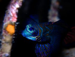 Ikan Mandarin, Penghuni Lautan Tercantik yang Jadi Incaran Pehobi Ikan Hias