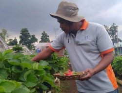 Budidayakan Strawberry di Lahan Tidur, Roy Banjir Omzet Hingga Puluhan Juta