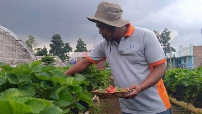 Budidayakan Strawberry di Lahan Tidur, Roy Banjir Omzet Hingga Puluhan Juta