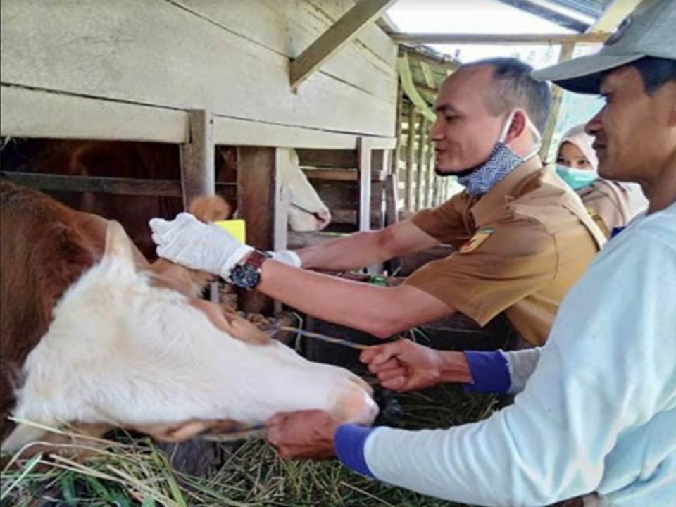 (Foto: Ist) Petugas memasang tanda nomor telinga (eartag) pada seekor sapi betina yang ikut asuransi AUTSK
