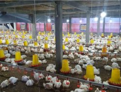 Lewat Program Electrifying Agriculture, PLN Dukung Industri Peternakan Ayam