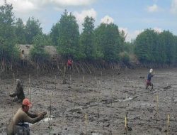Penanaman Bibit Mangrove, Upaya Pelestarian Lingkungan dan Peningkatan Ekonomian Masyarakat