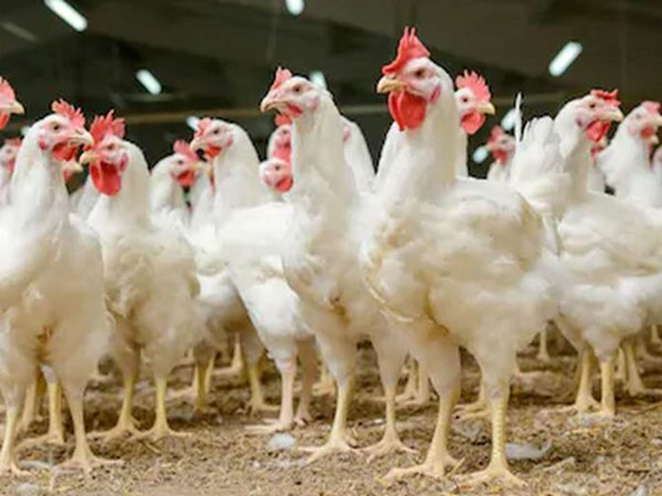Ilustrasi: Bisnis ternak ayam potong memiliki prospek yang cerah, sebab hampir setiap hari permintaan pasar akan daging ayam sangatlah tinggi dan selalu stabil.
