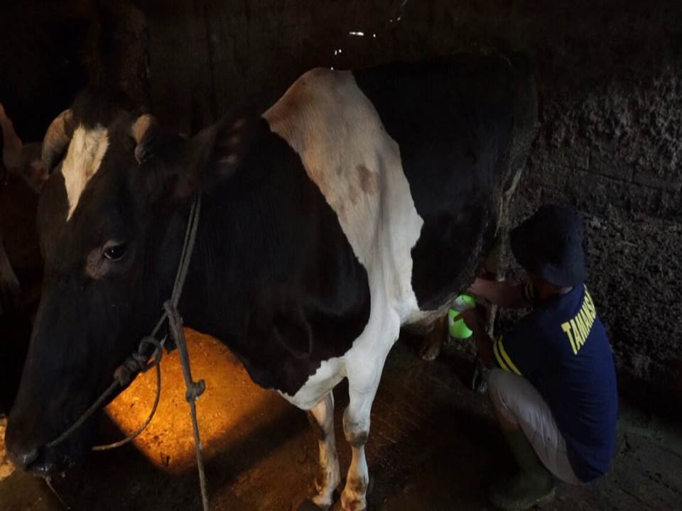 Pemerahan susu sapi di peternakan Dukuh Kepalon Boyolali. (foto: Diskominfo Boyolali)
