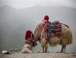 Yak, Hewan Ternak Sejenis Sapi dari Tibet