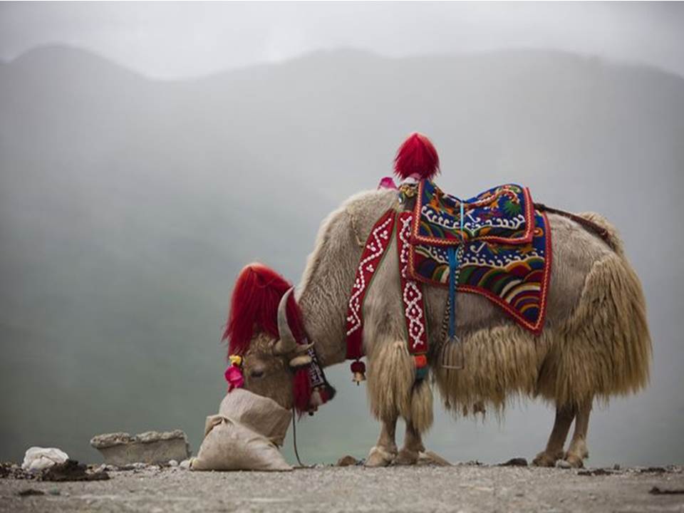 Yak adalah sejenis sapi jantan dari Tibet, sedangkan sebutan untuk betina yakni dri atau nak (Foto: Bobo-Grid.id)