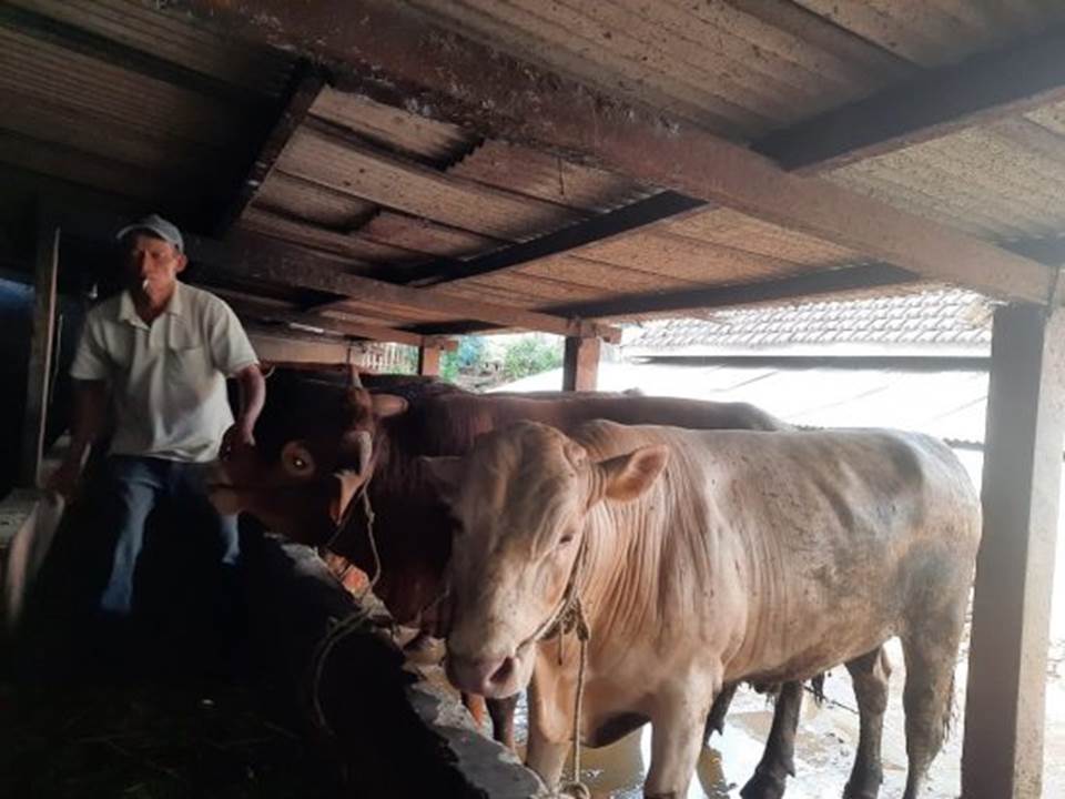 Ternak sapi milik Suta’i warga Desa Petungsewu, Kec Dau, Kab Malang (Foto: Istimewa)