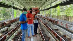 Santri di Tabalong, Kalsel mengembangkan budi daya peternakan ayam petelur (Foto: Antara)