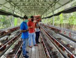 Sukses Berbisnis Ayam Petelur, Santri di Tabalong Raup Omzet Rp16,5 Juta per Bulan