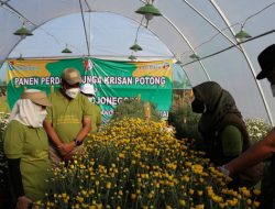 Hadiri Panen Perdana, Bupati Bojonegoro: Bunga Krisan Punya Potensi Luar Biasa