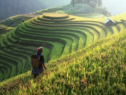 Wujudkan Indonesia Jadi Kiblat Pertanian Dunia, Pemerintah Harus Siapkan Ini