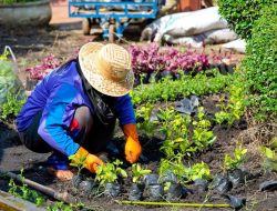 Jarang Disadari, Ini Kesalahan dalam Berkebun yang Sering Dilakukan