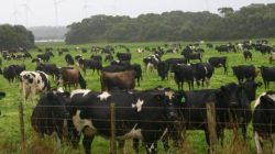 Ilustrasi: Peternakan sapi perah
