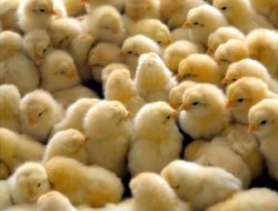 Tertarik Berbisnis Ayam Broiler? Ketahui Dulu Cara Memilih Bibit yang Berkualitas