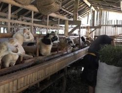 Kiat Sukses Budidaya Ternak Domba, Cocok untuk Pemula