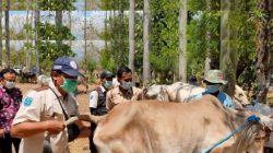 Kepala Dinas Peternakan dan Kesehatan Hewan Kabupaten Probolinggo, saat meninjau sapi (Foto: istimewa)